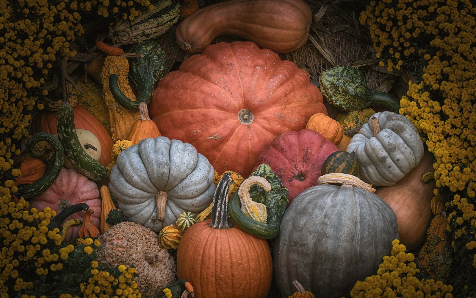 An assortment of pumpkins and gourds surrounded by yellow flowers